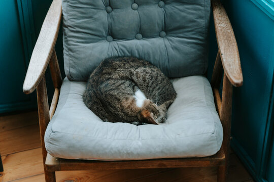 Cat sleeping curled up on a vintage armchair by a window with green foliage