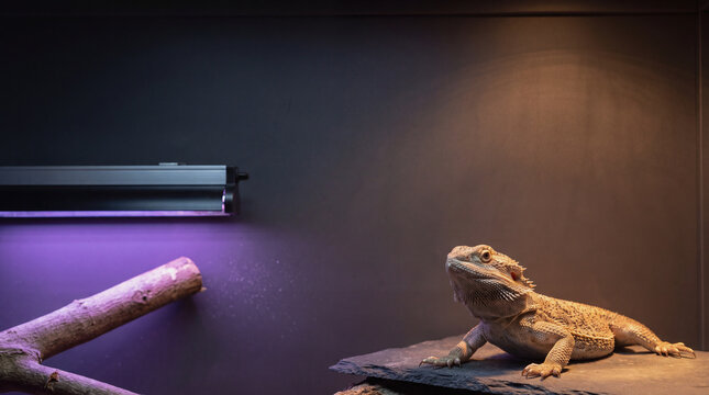 Bearded dragon resting on rock in terrarium with uvb and heat lamp showing metabolic bone disease awareness
