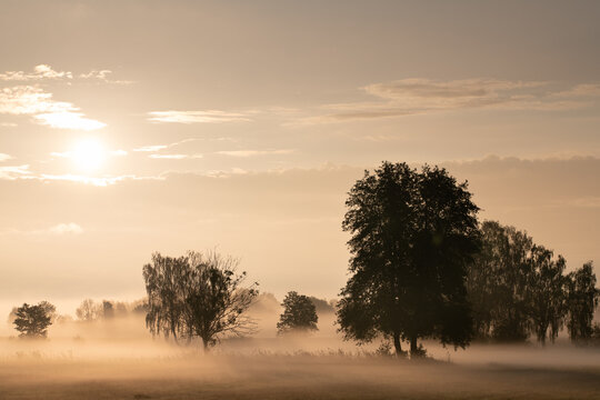 The sun rises behind the trees in a meadow. Fog rises and drifts across the ground.