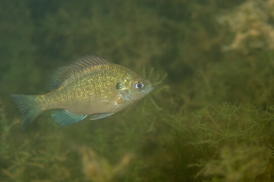 Juvenile Lepomis macrochirus fish swimming in green murky water among aquatic plants