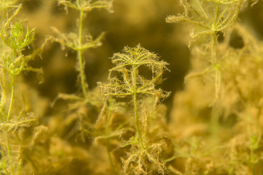 Aldrovanda vesiculosa waterwheel plant underwater