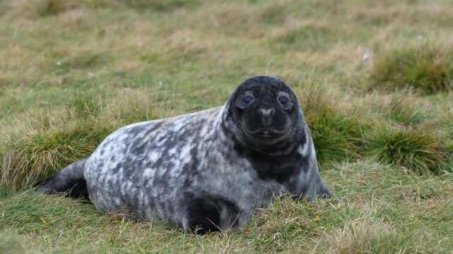  4k Very cute Gray seal pup with a black face