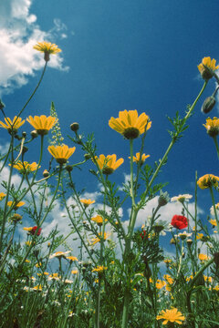  wild yellow daisy-like flowers, which may be Glebionis segetum (corn marigold) or a similar species belonging to the daisy family, crisantemi (Chrysantenum segetum) e papaveri (Papaverum rhoas)