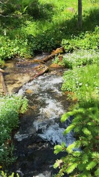 Mountain stream flowing through a verdant forest
