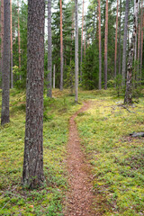 Quiet autumn forest path winds through tall pine woodland with distant spruce trees and low...