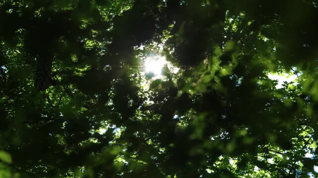 Vue en contre-plong&eacute;e du soleil filtrant &agrave; travers les feuilles d'une for&ecirc;t, cr&eacute;ant un spectaculaire lens flare et une atmosph&egrave;re estivale.