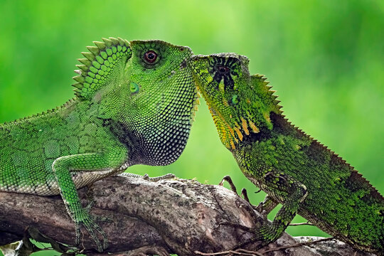 Close-up side view of Two chameleon forest dragon lizards (Gonocephalus chamaeleontinus) standing on a branch touching noses, Indonesia