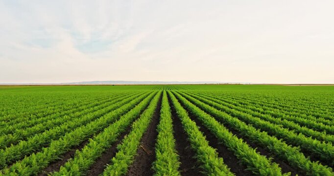 Expansive view of a green carrot field with perfectly aligned rows stretching to the horizon. An agricultural plantation of daucus carota