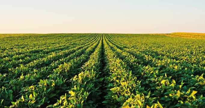 Green soybean agriculture field extending to the horizon during a golden hour sunset