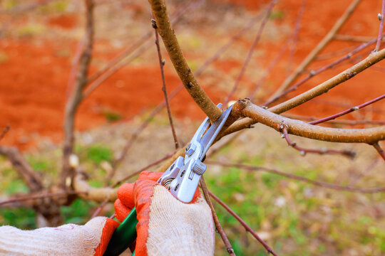 Gardener uses pruning shears to cut branches in garden setting on care is taken for plants.