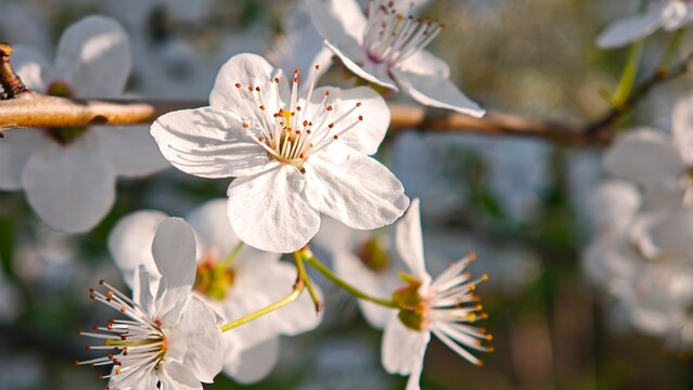 White Cherry Blossom Branch In Spring Garden Sunlight Close Up