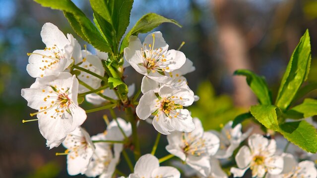 White Cherry Blossom Branch In Spring Garden Sunlight Close Up
