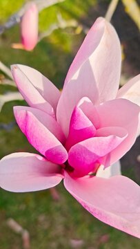 Pink Magnolia Blossom on Branch in Spring Garden Natural Floral Beauty