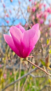 Pink Magnolia Blossom on Branch in Spring Garden Natural Floral Beauty