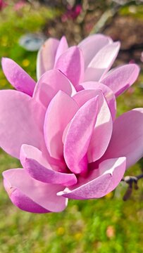 Pink Magnolia Blossom on Branch in Spring Garden Natural Floral Beauty
