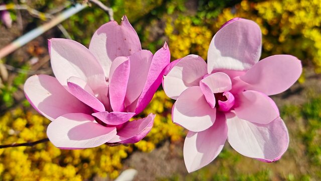 Pink Magnolia Blossoms in Spring Garden Close Up