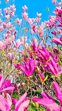 Vibrant Pink Magnolia Blossoms Blooming on Tree Branches in Sunny Spring Garden