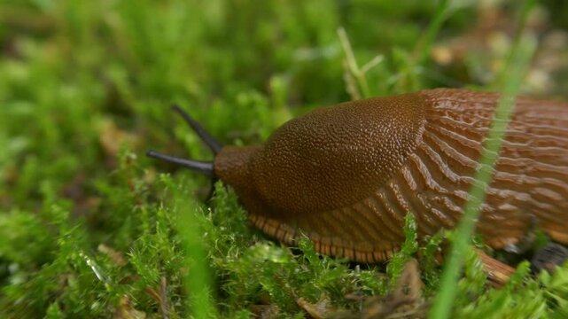 Macro view of brown slug crawling across mossy ground