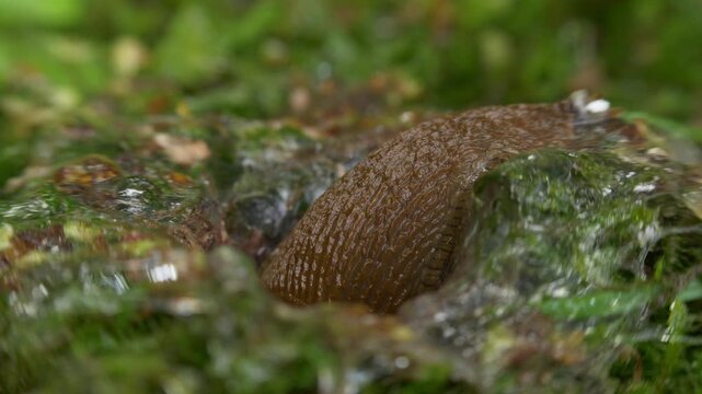 Close up of slug in sticky mucus burrow in green ground