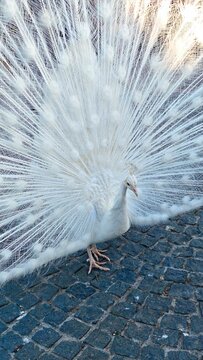 White Peacock Displaying Magnificent Tail Feathers in Scenic Park Landscape