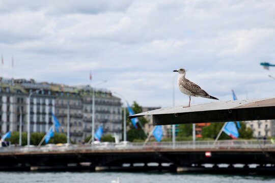 Go&eacute;land leucoph&eacute;e juv&eacute;nile (Larus michahellis) perch&eacute; au bord du L&eacute;man