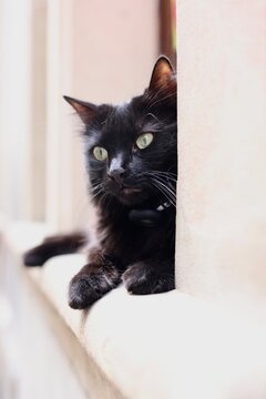 Chat noir aux yeux verts allong&eacute; sur un canap&eacute; clair en int&eacute;rieur