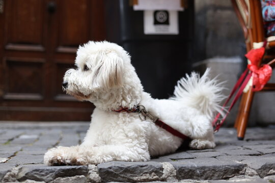 Petit chien blanc de type bichon couch&eacute; en laisse sur une rue pav&eacute;e