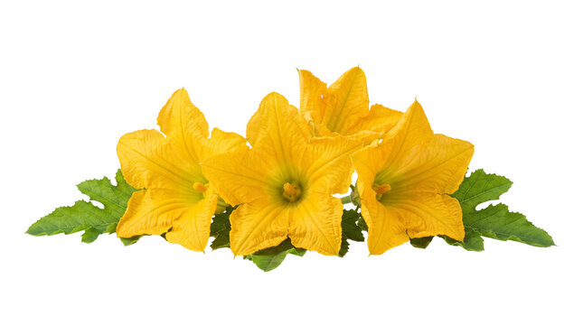 Bright yellow squash blossoms and green leaves on transparent background for healthy eating and garden themes.