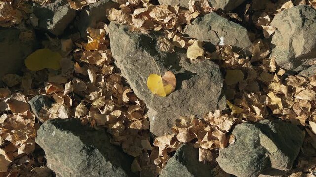 Bright yellow autumn leaf lying on rocky ground in sunlight