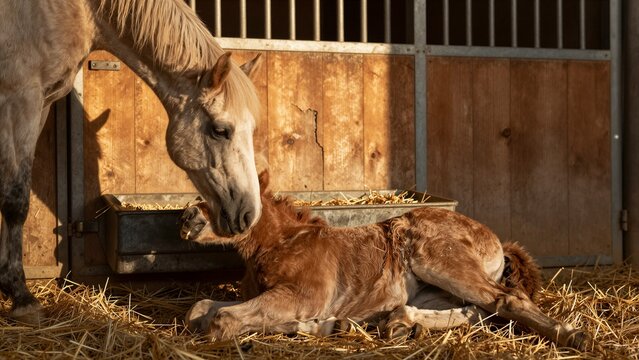 A tender moment as a mare nuzzles her newborn foal resting on straw inside a sunlit stable.