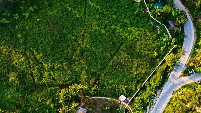 Aerial view of a small house surrounded by lush greenery and palm trees near a winding road in Mimaropa, Philippines.