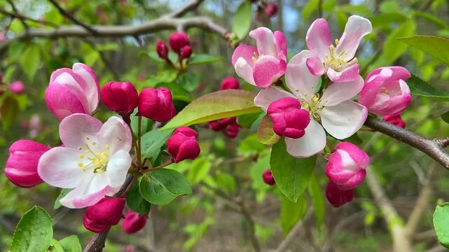 Beautiful Blooming Pink Cherry Blossom Flowers on Tree Branches in the Spring 