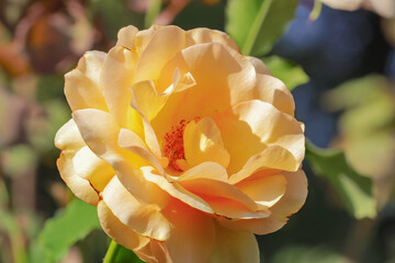 A close-up of a Buff Beauty rose with peachy-cream petals on a sunny day. © Pavel
