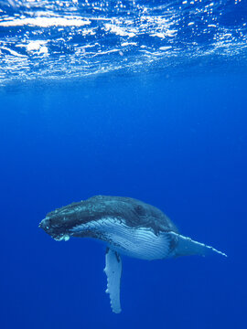 Humpback whale (Megaptera novaeangliae) calf underwater copy space
