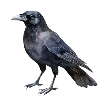 Crow, watercolor vector clipart, isolated on a white background.