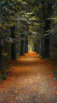 Scenic autumn forest path lined with tall trees and golden fallen leaves, creating a serene, peaceful fall alley in nature. Perfect for travel, nature background, and seasonal stock concepts.