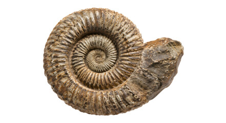 Ancient Spiral Ammonite Fossil Shell © Lichins