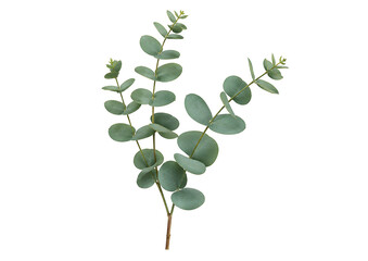 Eucalyptus Branch with Round Green Leaves © Lichins