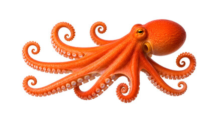 Vibrant Orange Octopus with Curled Tentacles © Lichins
