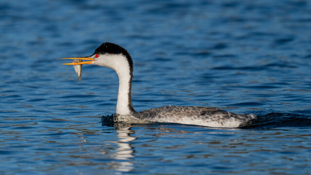 Western grebe catching fish in blue freshwater lake habitat