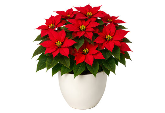 Red Poinsettia in White Ceramic Pot