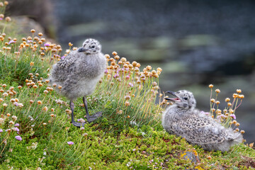 Two Gull Chicks, One Calling © fluffandshutter