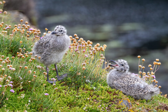 Two Gull Chicks, One Calling