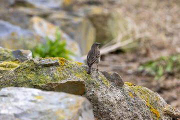 Naklejka premium Rock Pipit on a Coastal Rock