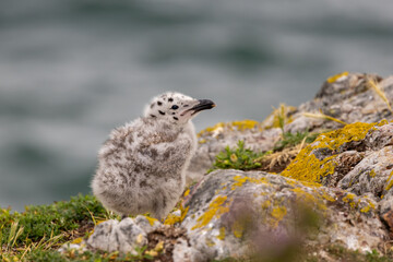 Gull Chick on a Coastal Rock © fluffandshutter
