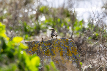 Naklejka premium Rock Pipit on a Lichen Rock Among Foliage