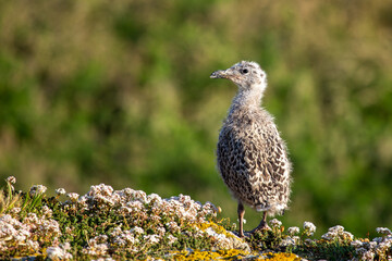 Fototapeta premium Gull chick on a flowering coastal rock