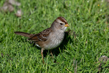Fototapeta premium White-crowned sparrow foraging on green grass at Merced National Wildlife Refuge