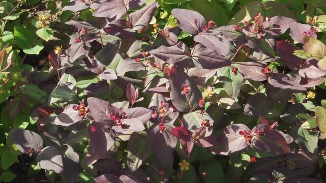 Hypericum Androsaemum Shrub Flowering with Maturing Seed Capsules 