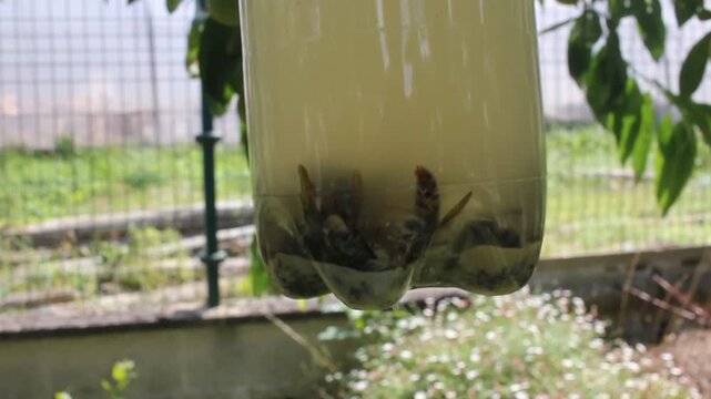 Homemade Plastic Bottle Trap Filled with Trapped Asian Hornets hanging Outdoors